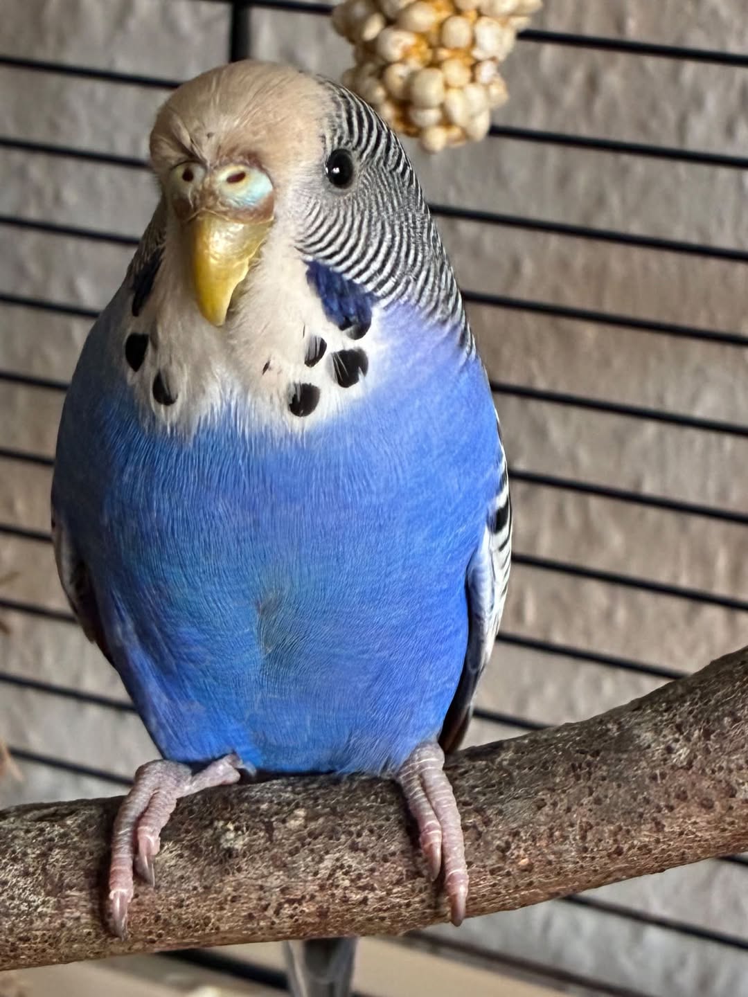 Lost Budgie in Odense