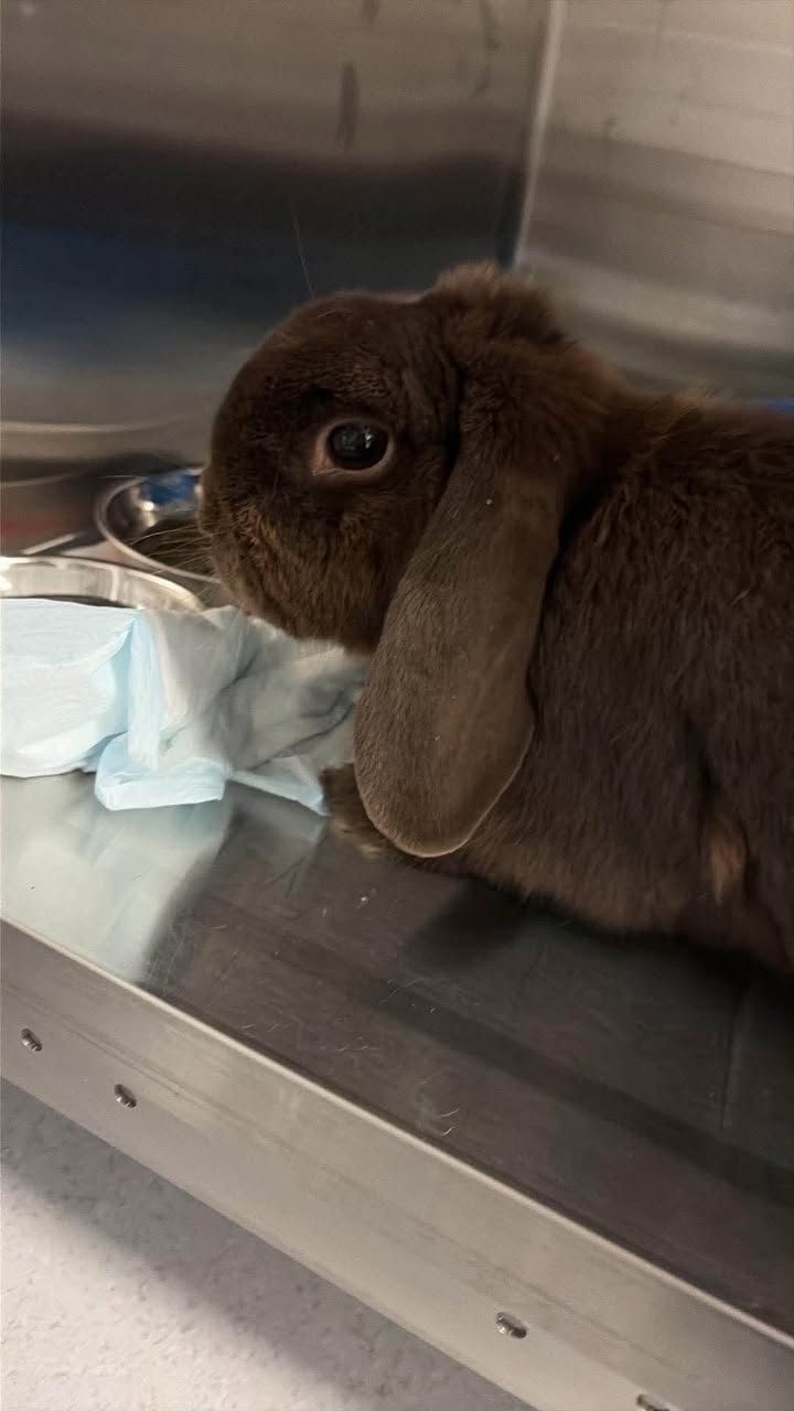 Found rabbit