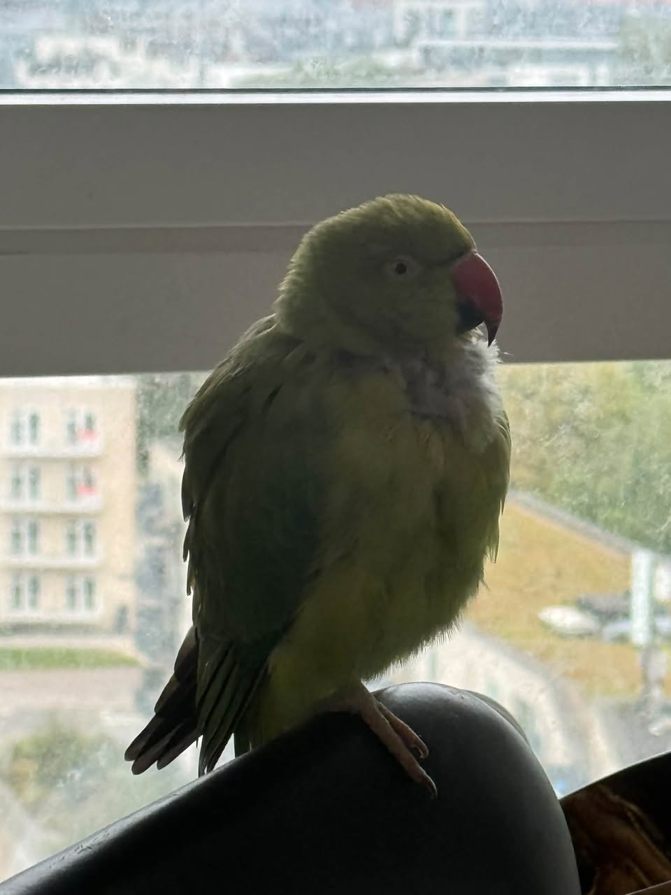 Found bird