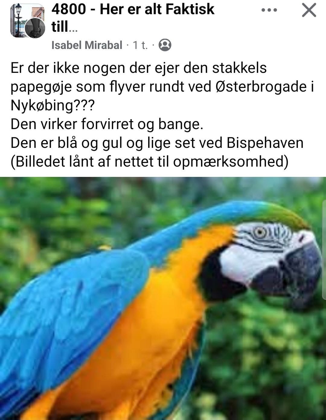 Found bird