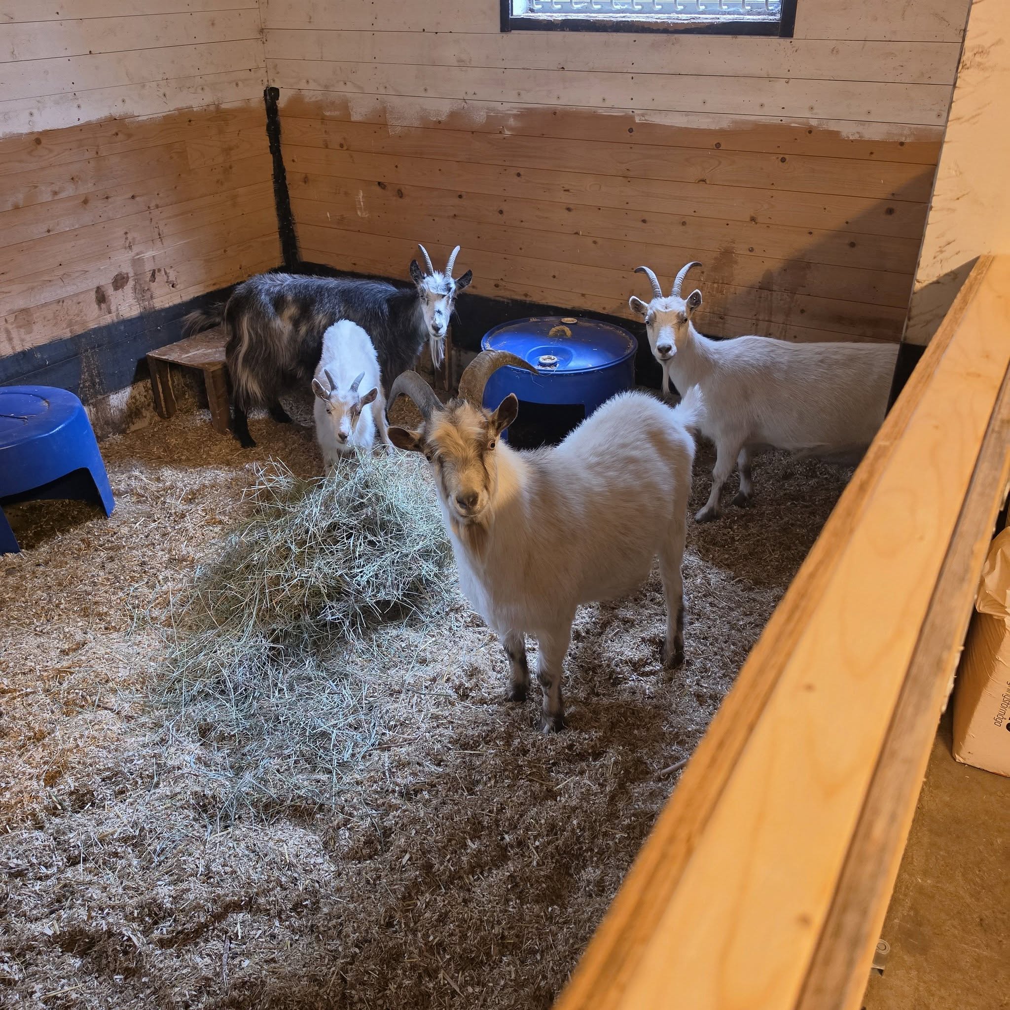 Found goat