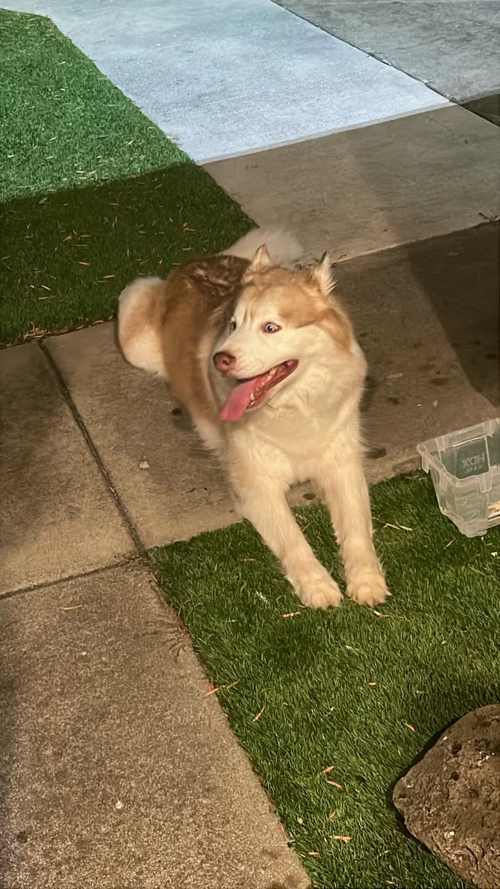 Found dog