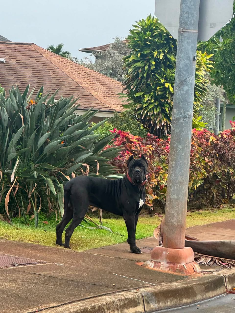 Found dog