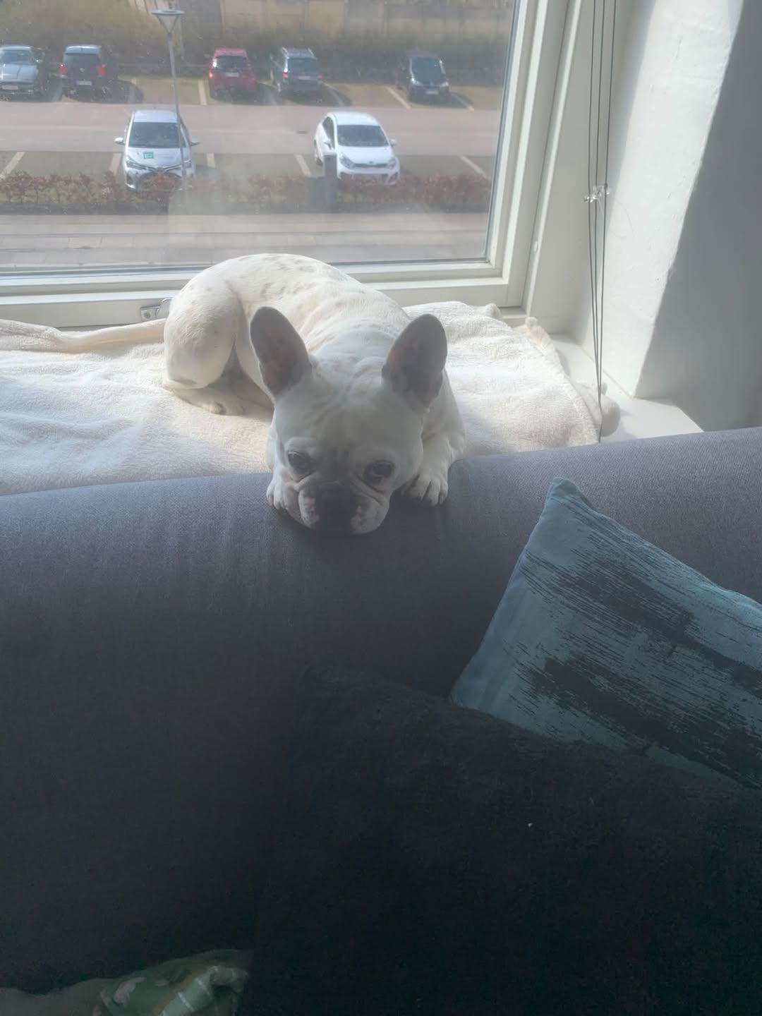 Lost dog