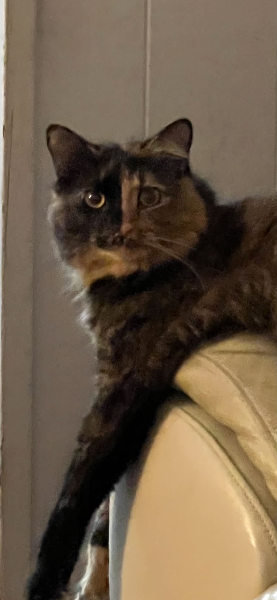 Lost Cat in Kaimuki