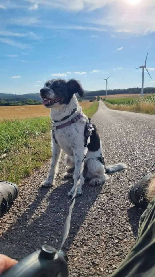 Lost Dog in Kall