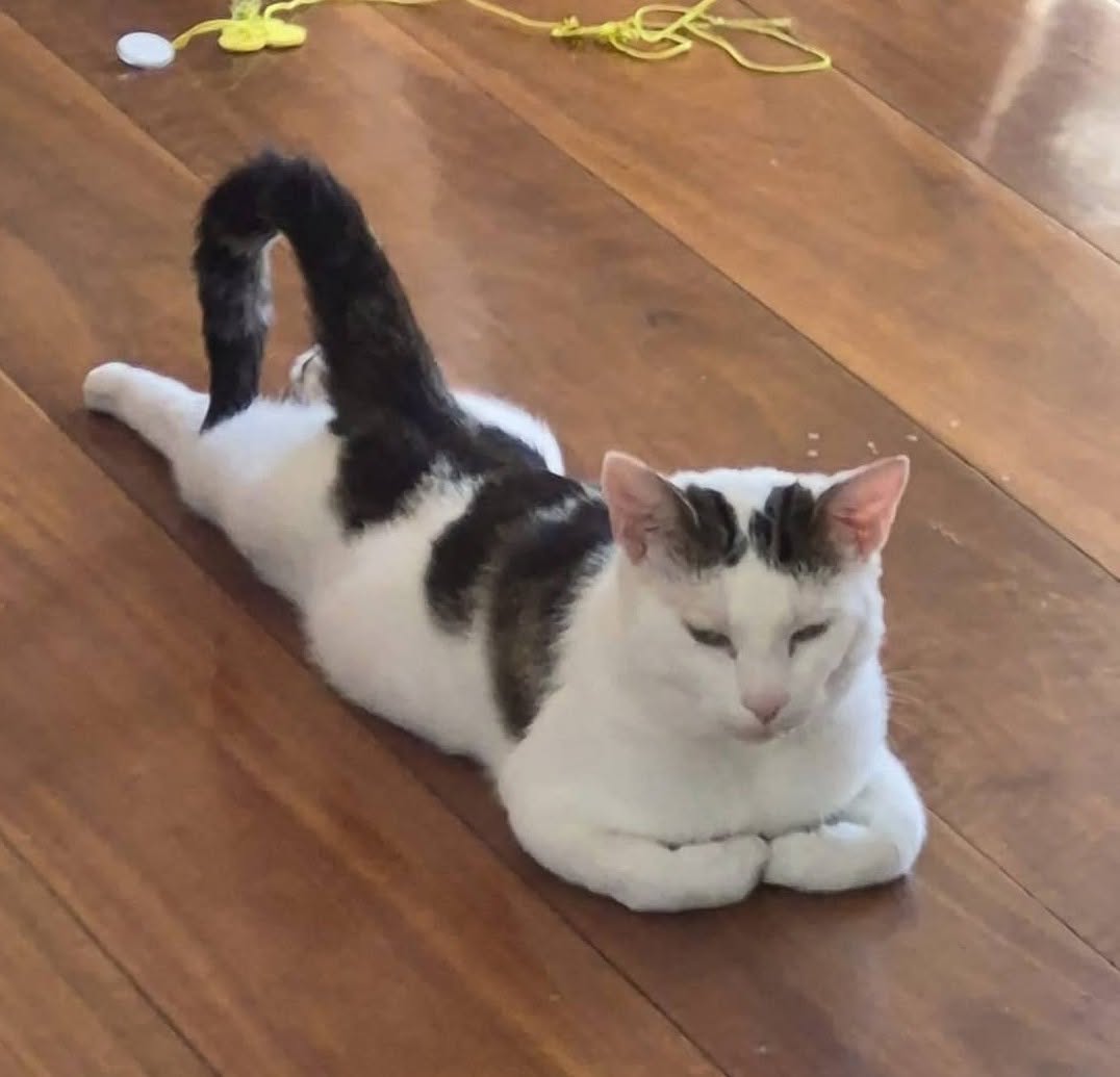 Lost Cat in Bentley East