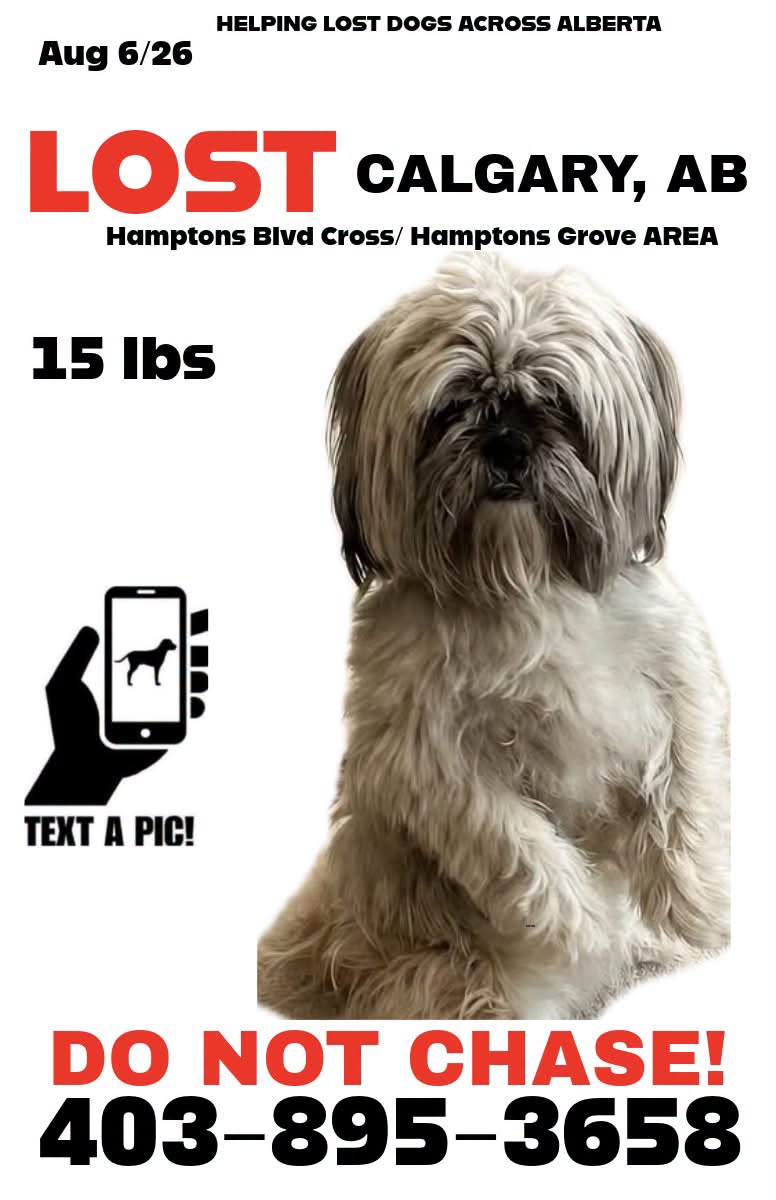 Lost dog