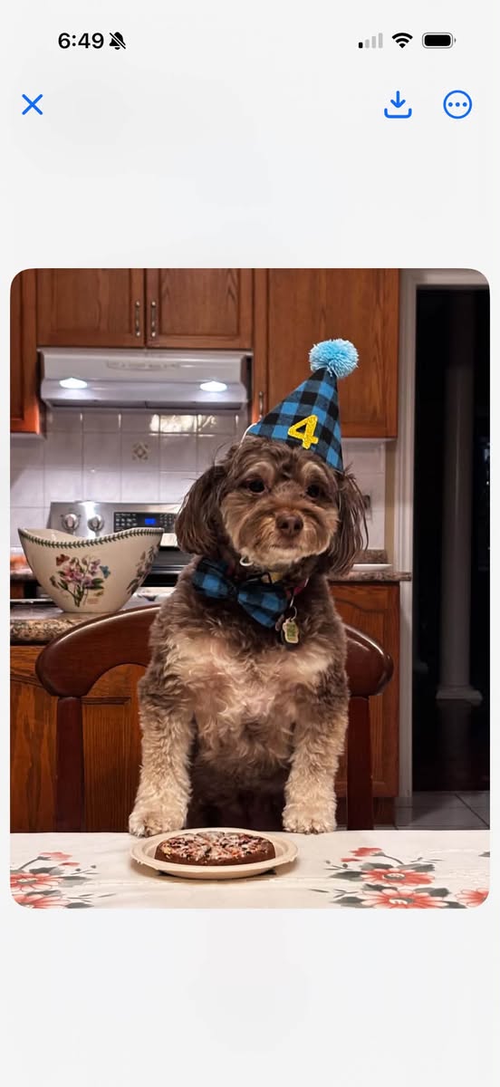 Lost Dog in Blue Mountain Dog Park