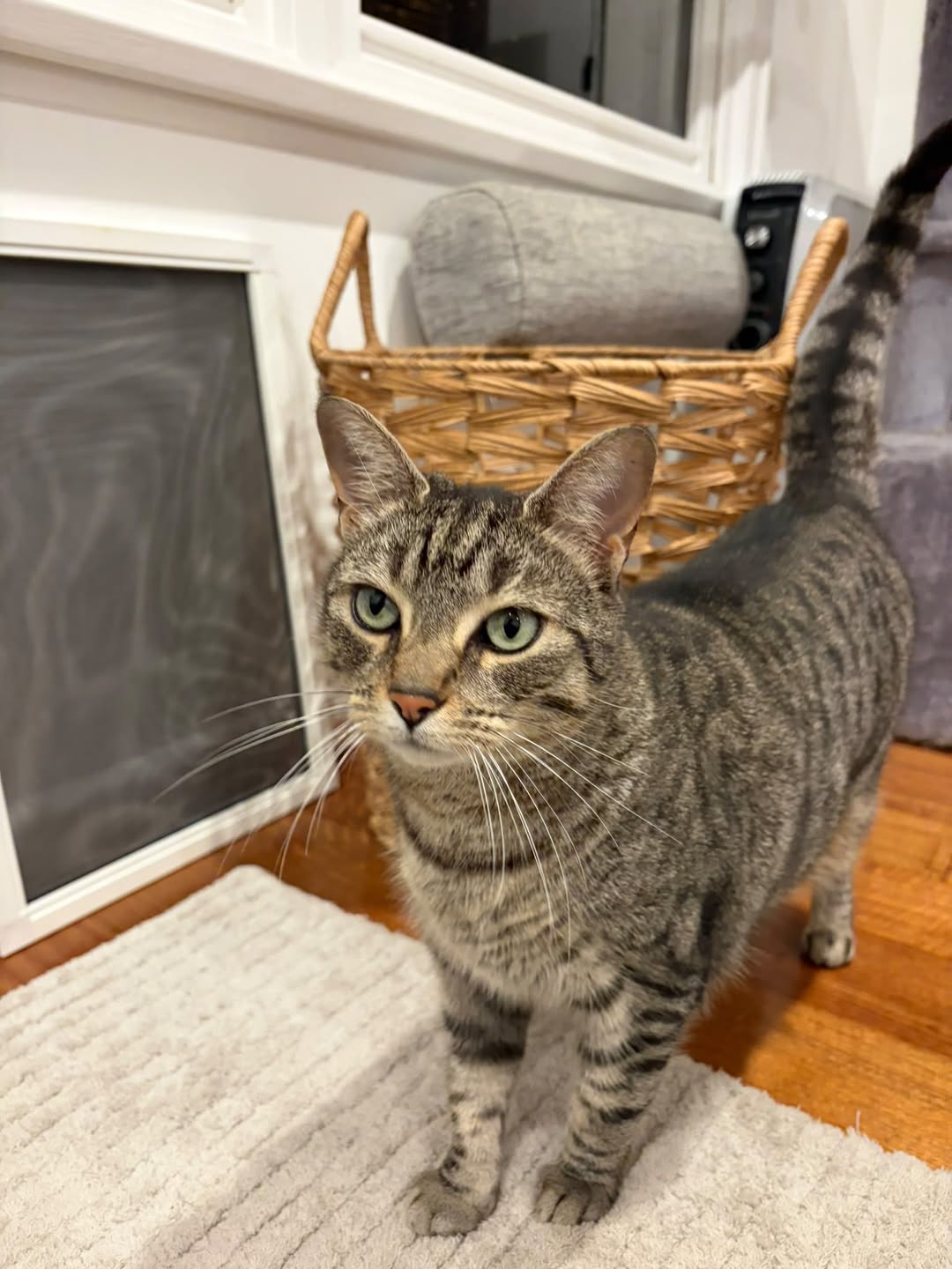 Lost Cat in Melbourne