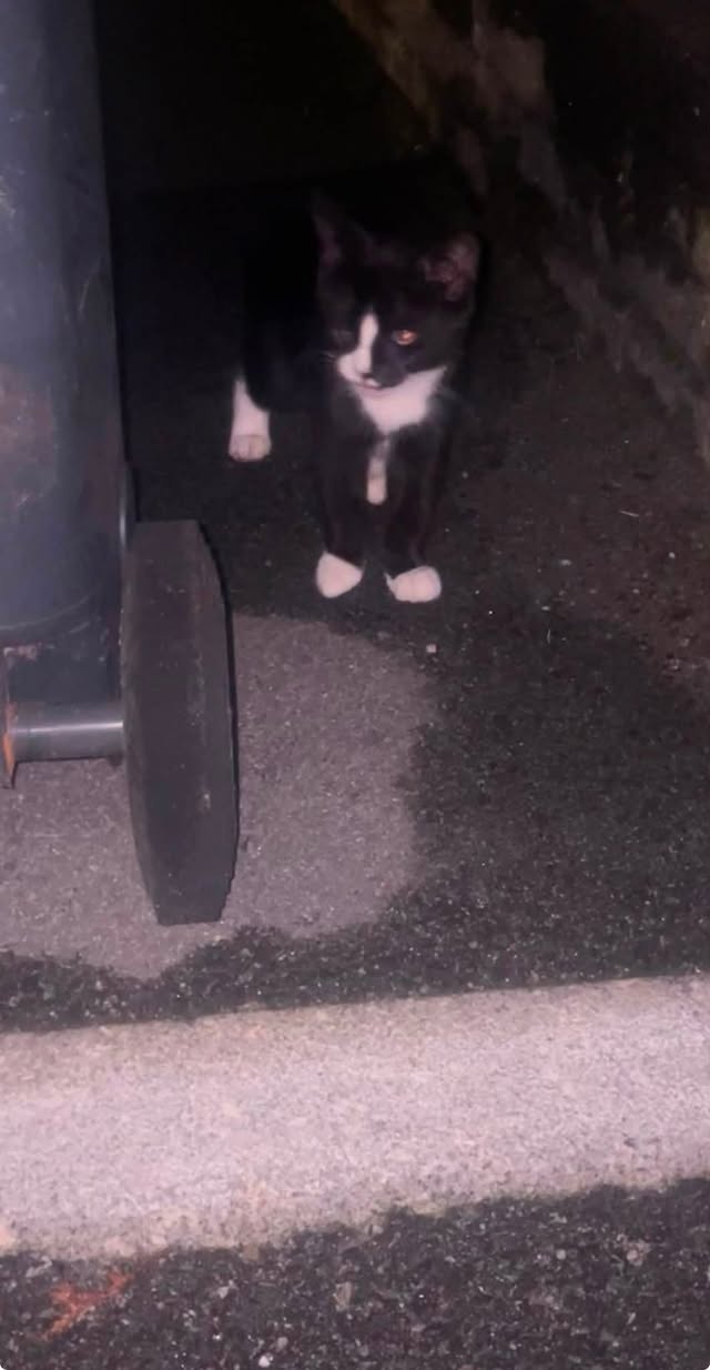Found cat