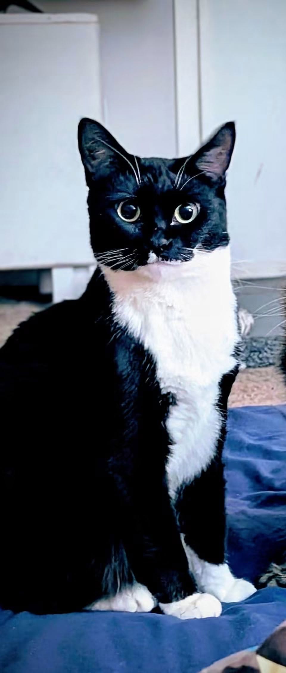 Lost cat