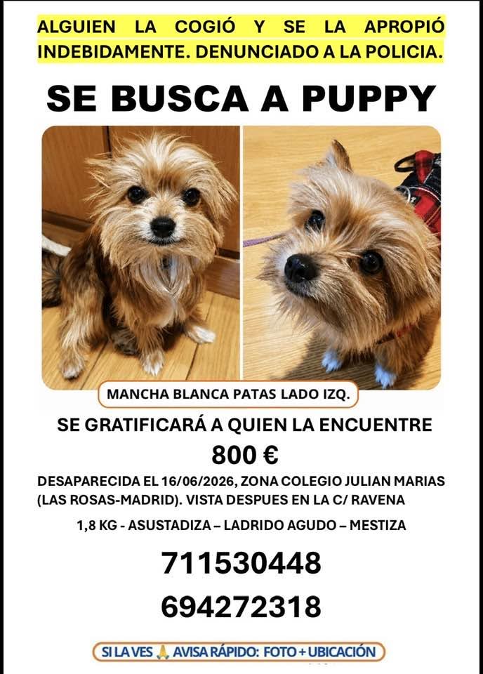 Lost Dog in Madrid