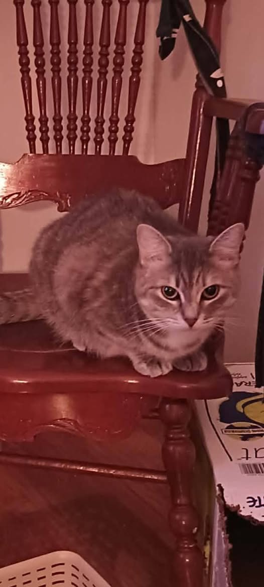 Lost Cat in Calgary