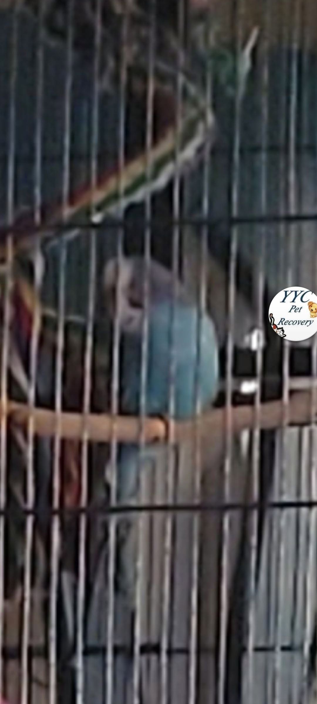 Lost Budgie in Calgary