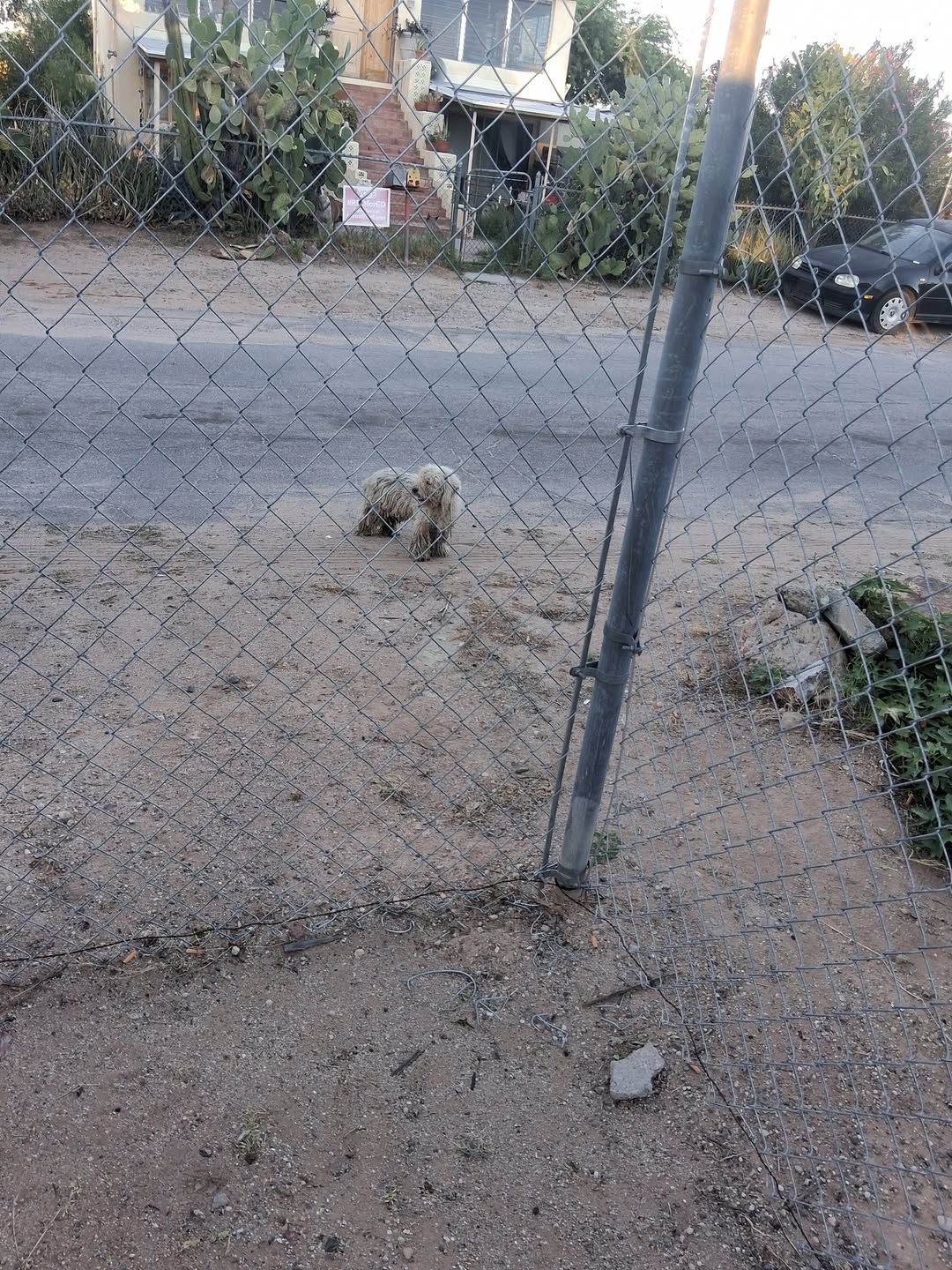 Found dog