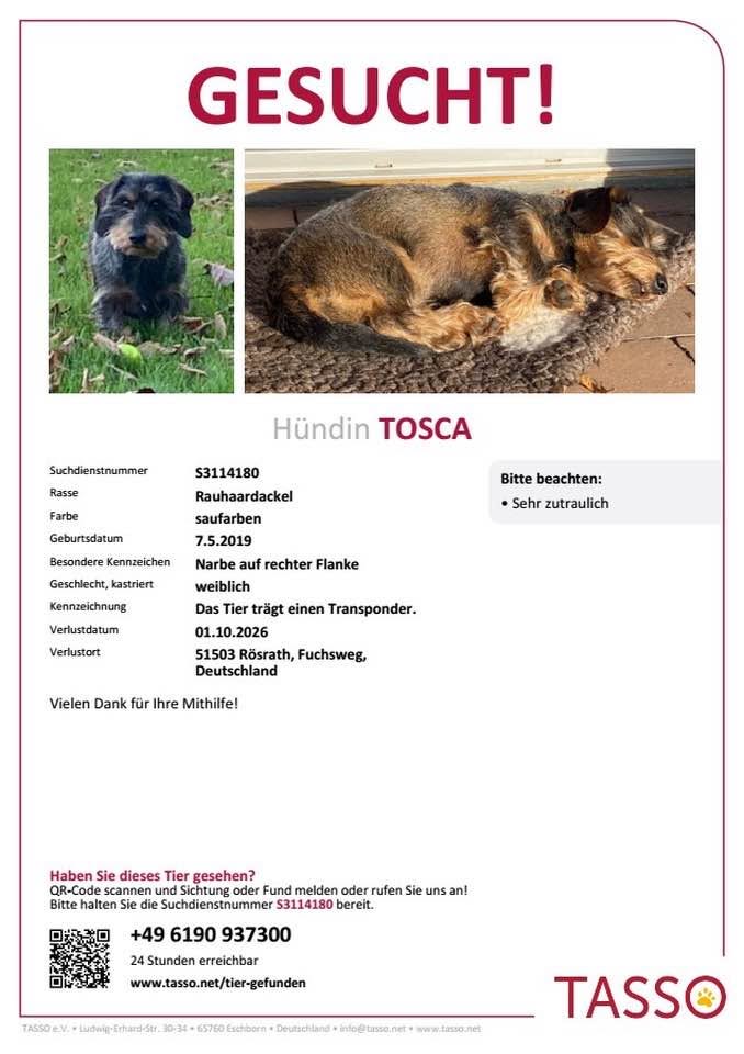 Lost Dog in RöSrath
