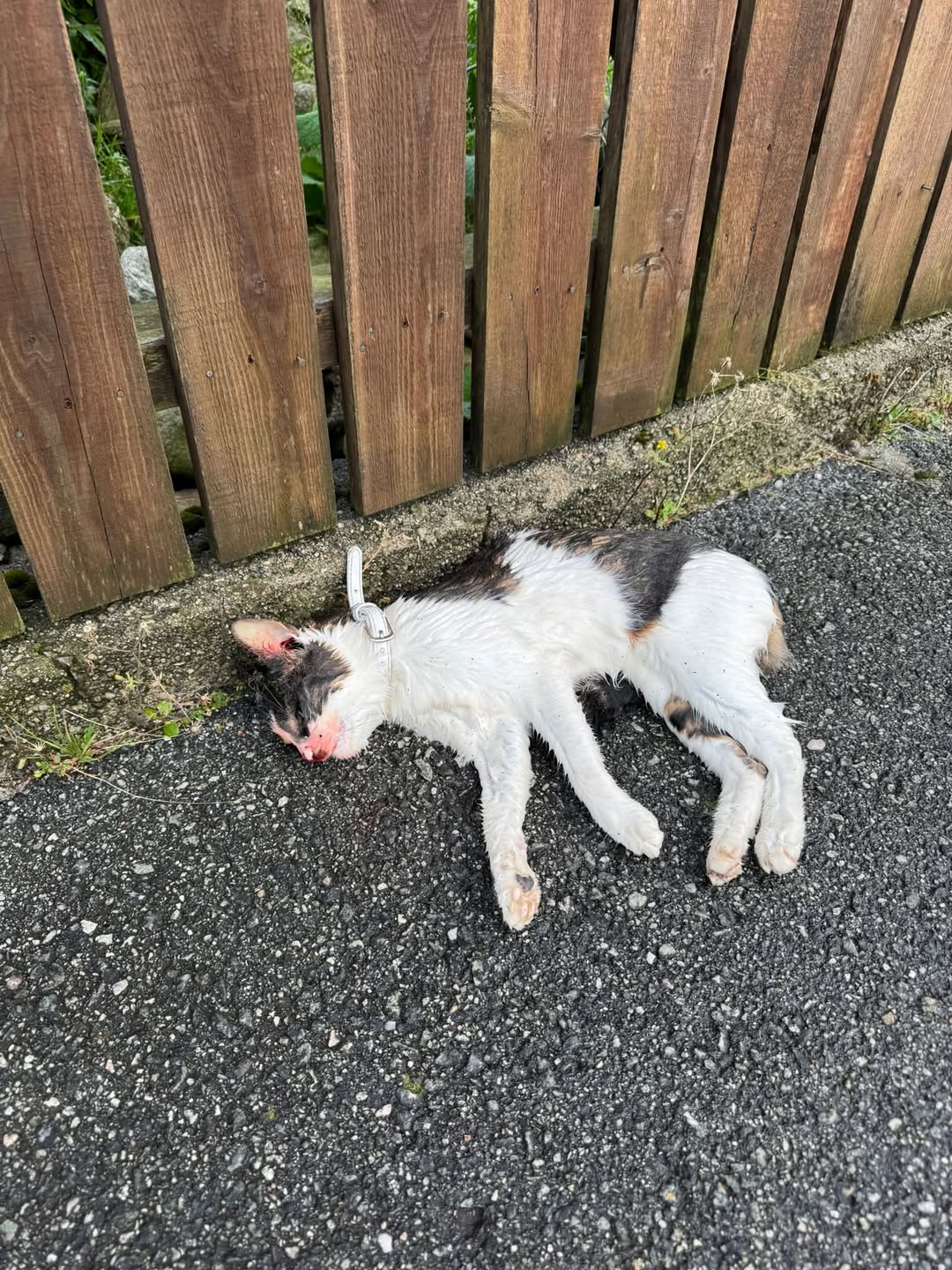 Found cat