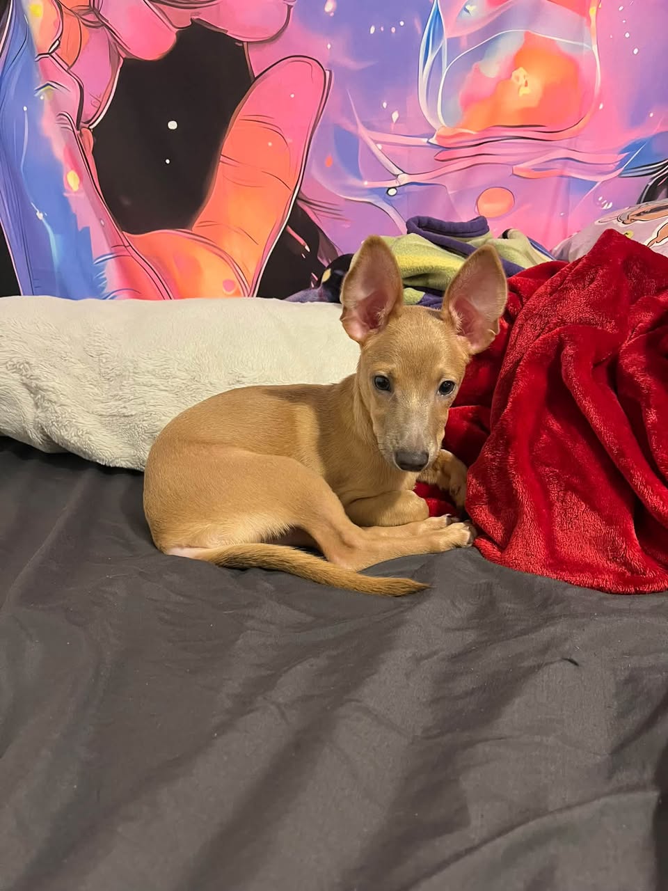 Found dog