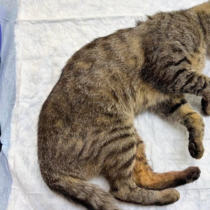 Found cat