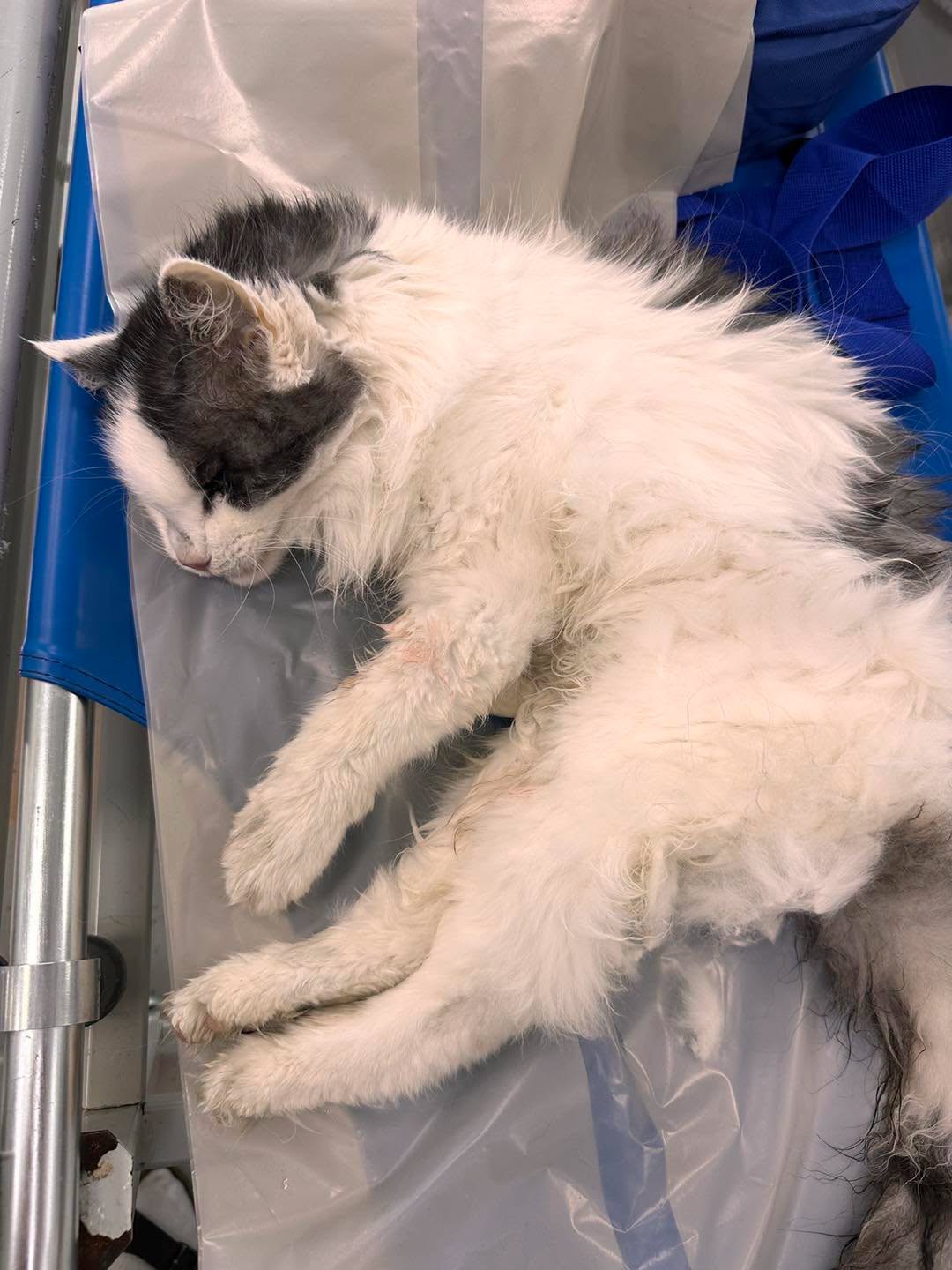Found cat