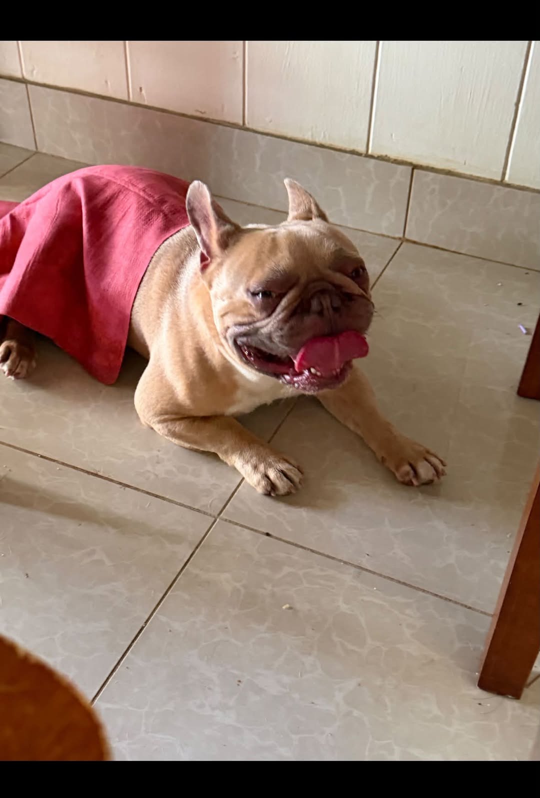 Found dog