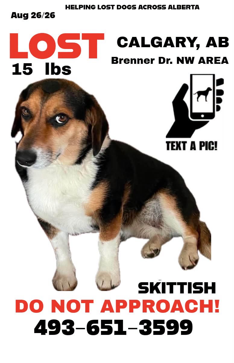 Lost Dog in Calgary