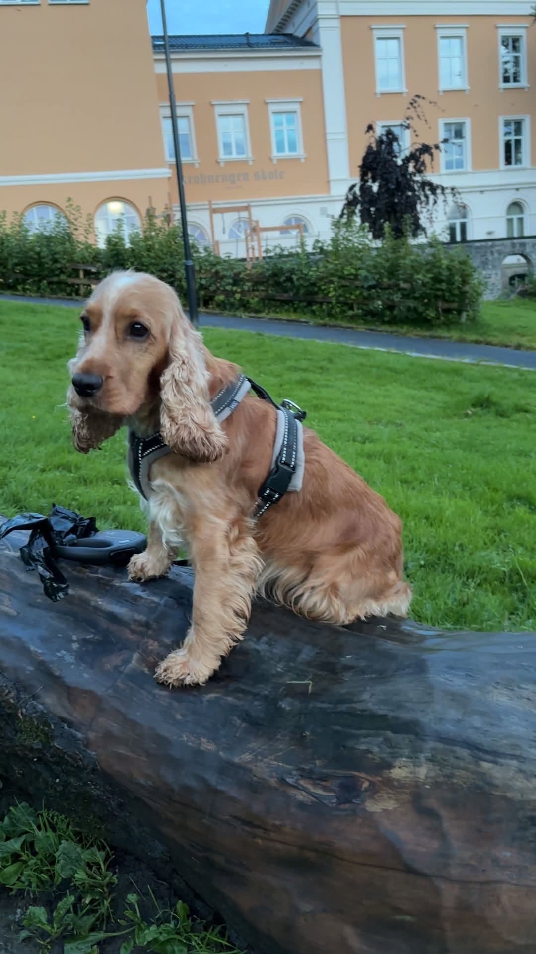 Lost Dog in Sarpsborg