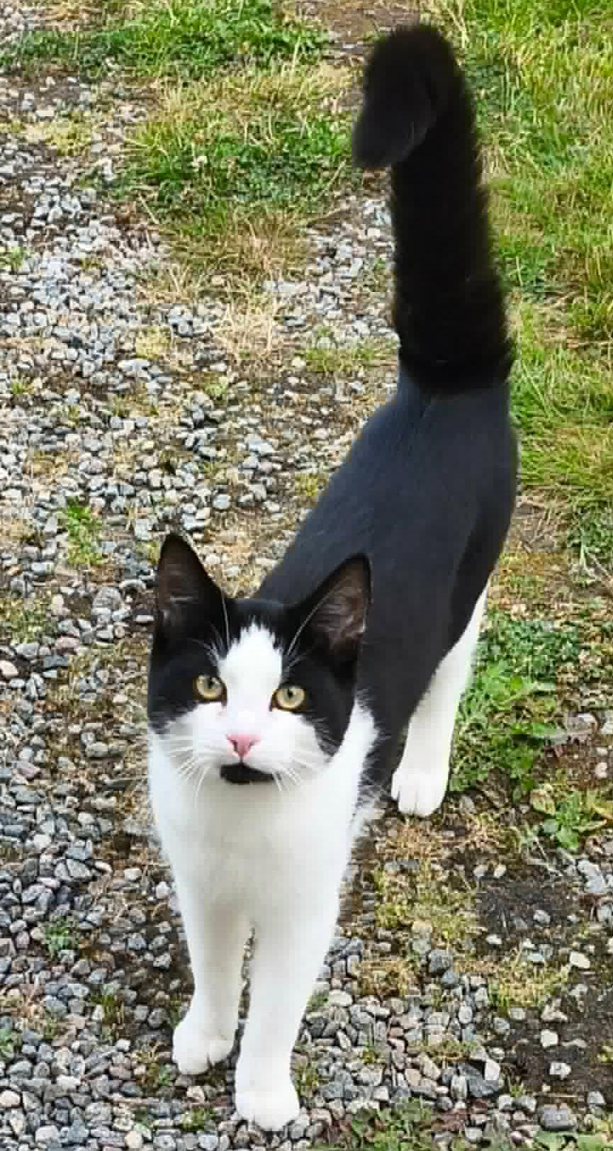 Found cat