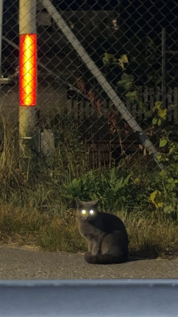 Lost Cat in Fredrikstad