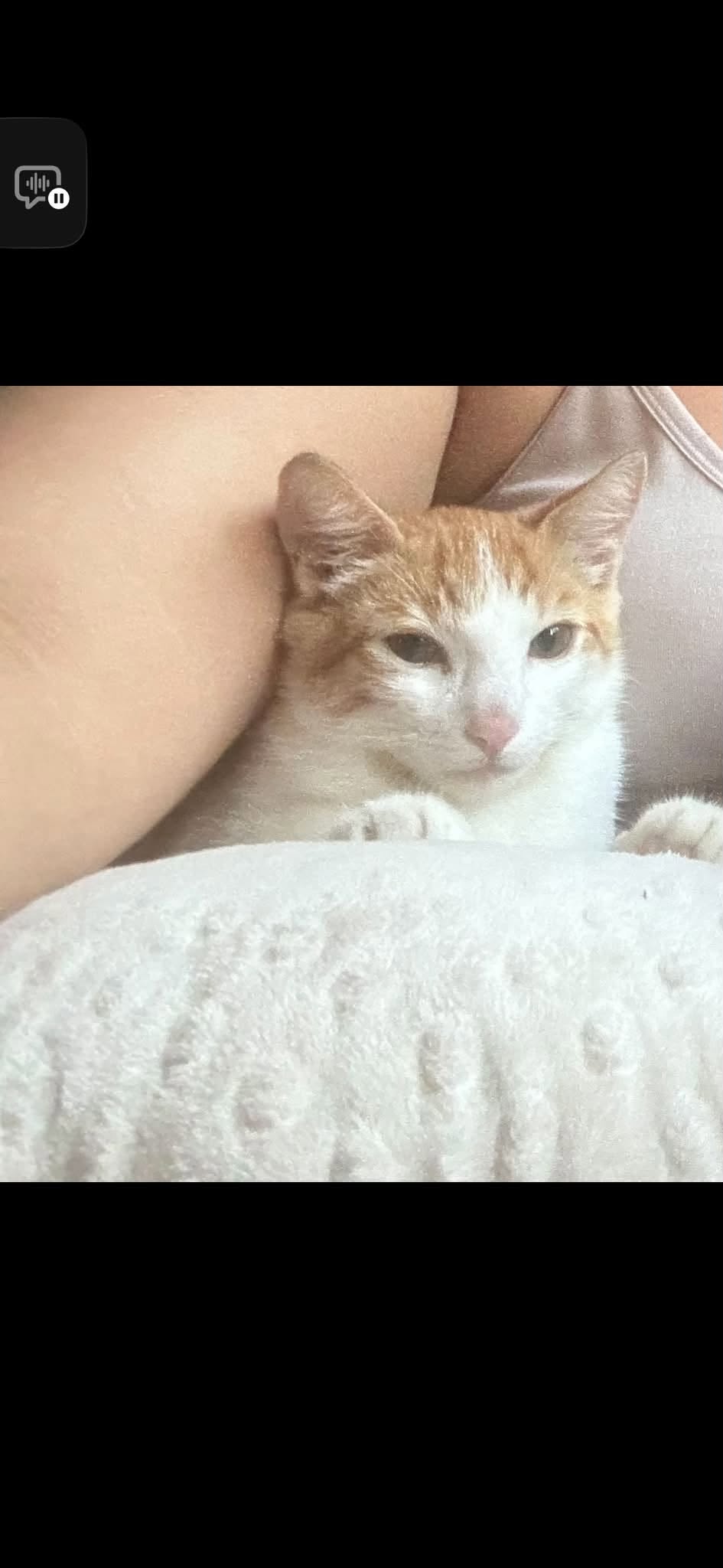 Lost Cat in Kailua