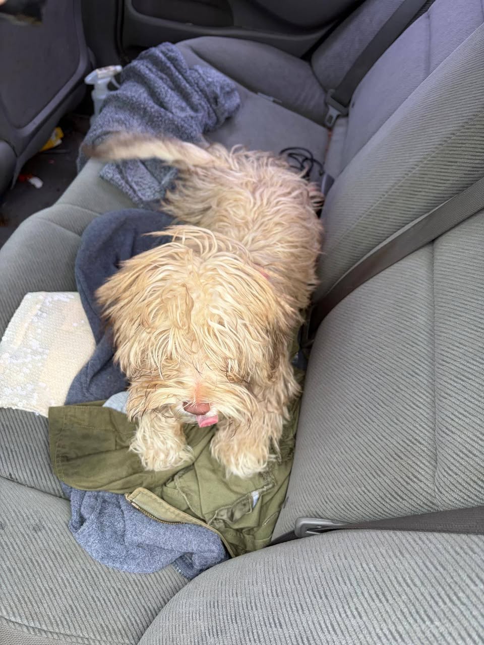 Found dog