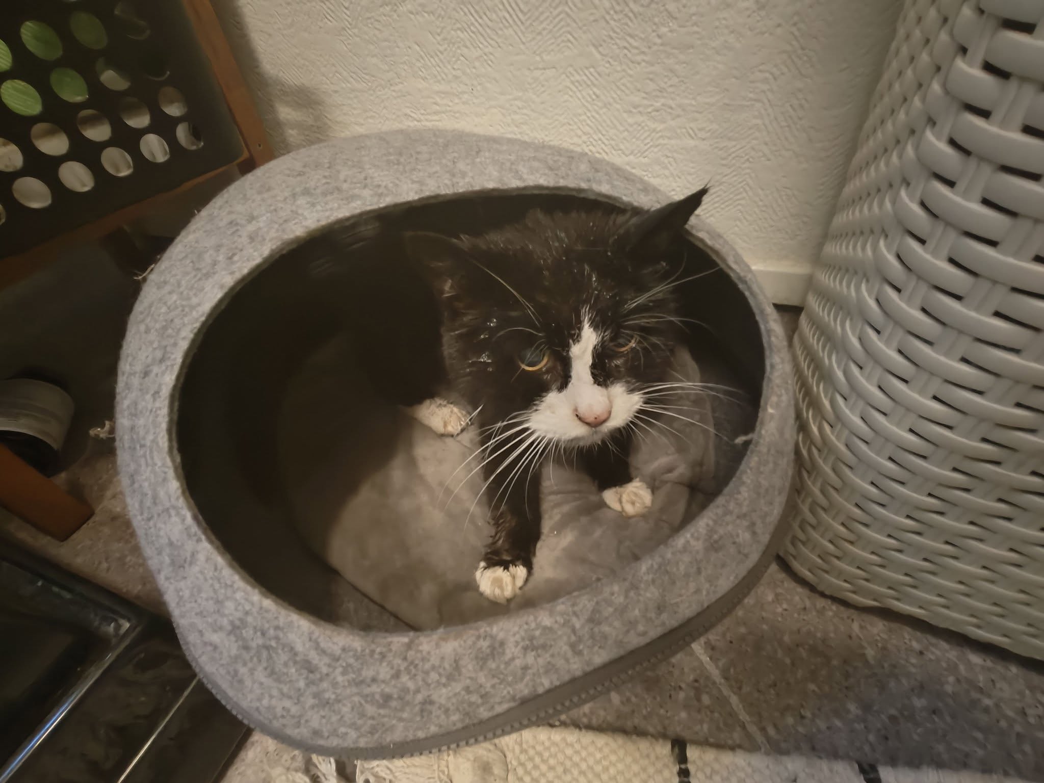 Found cat