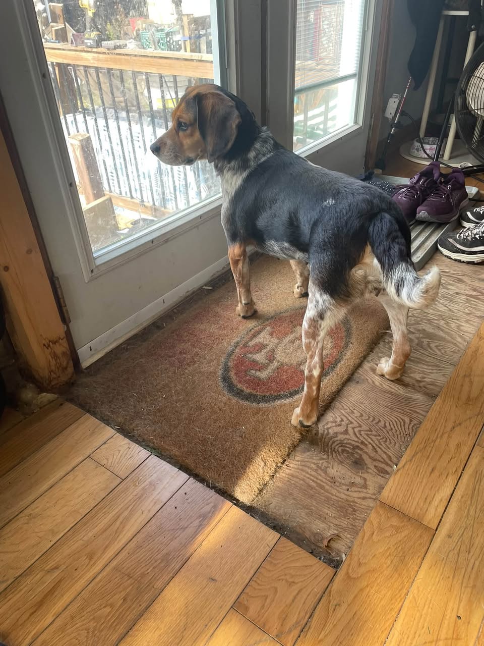 Found dog