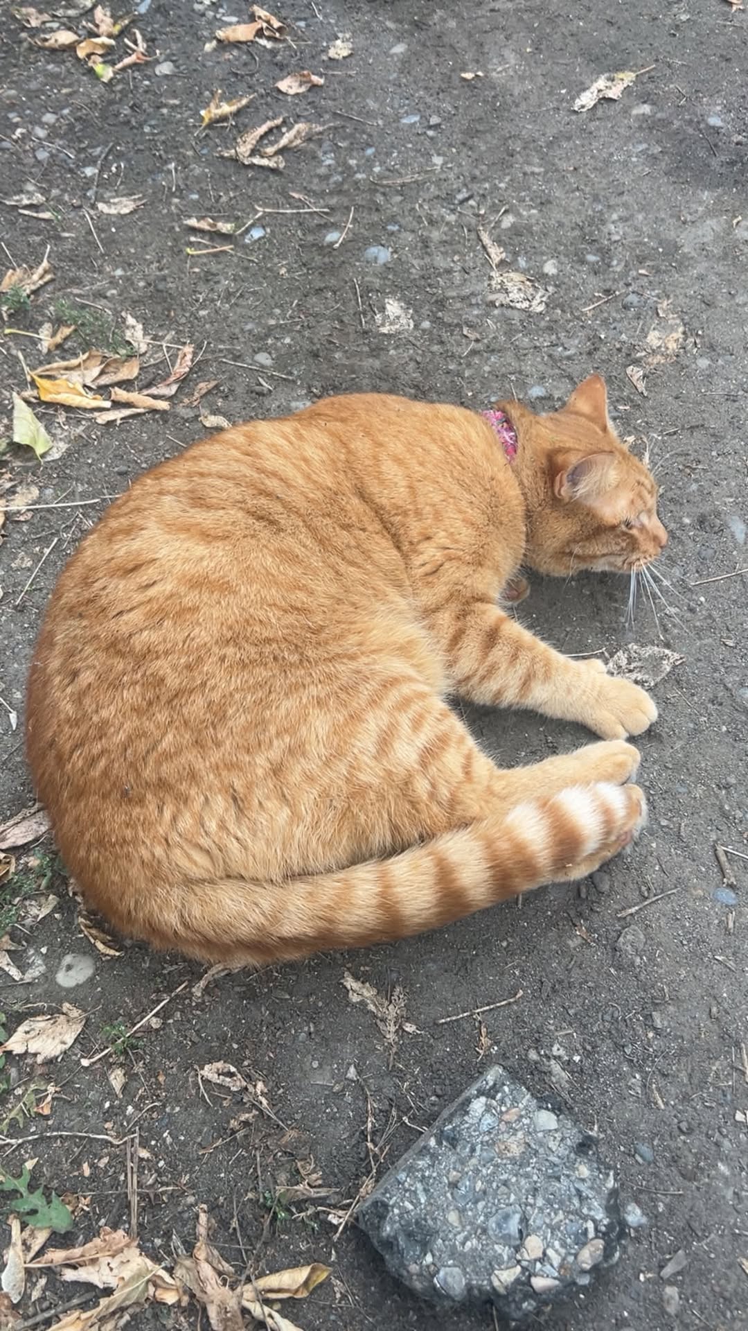 Found cat