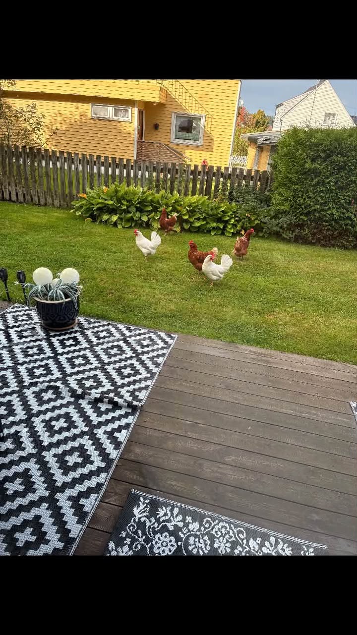 Found bird