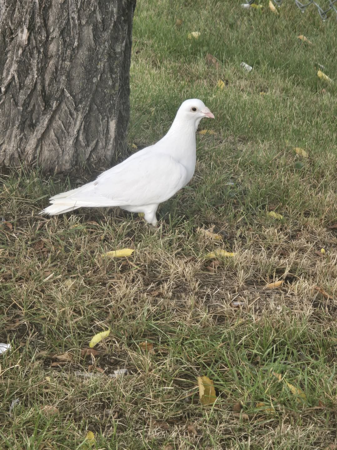 Found bird