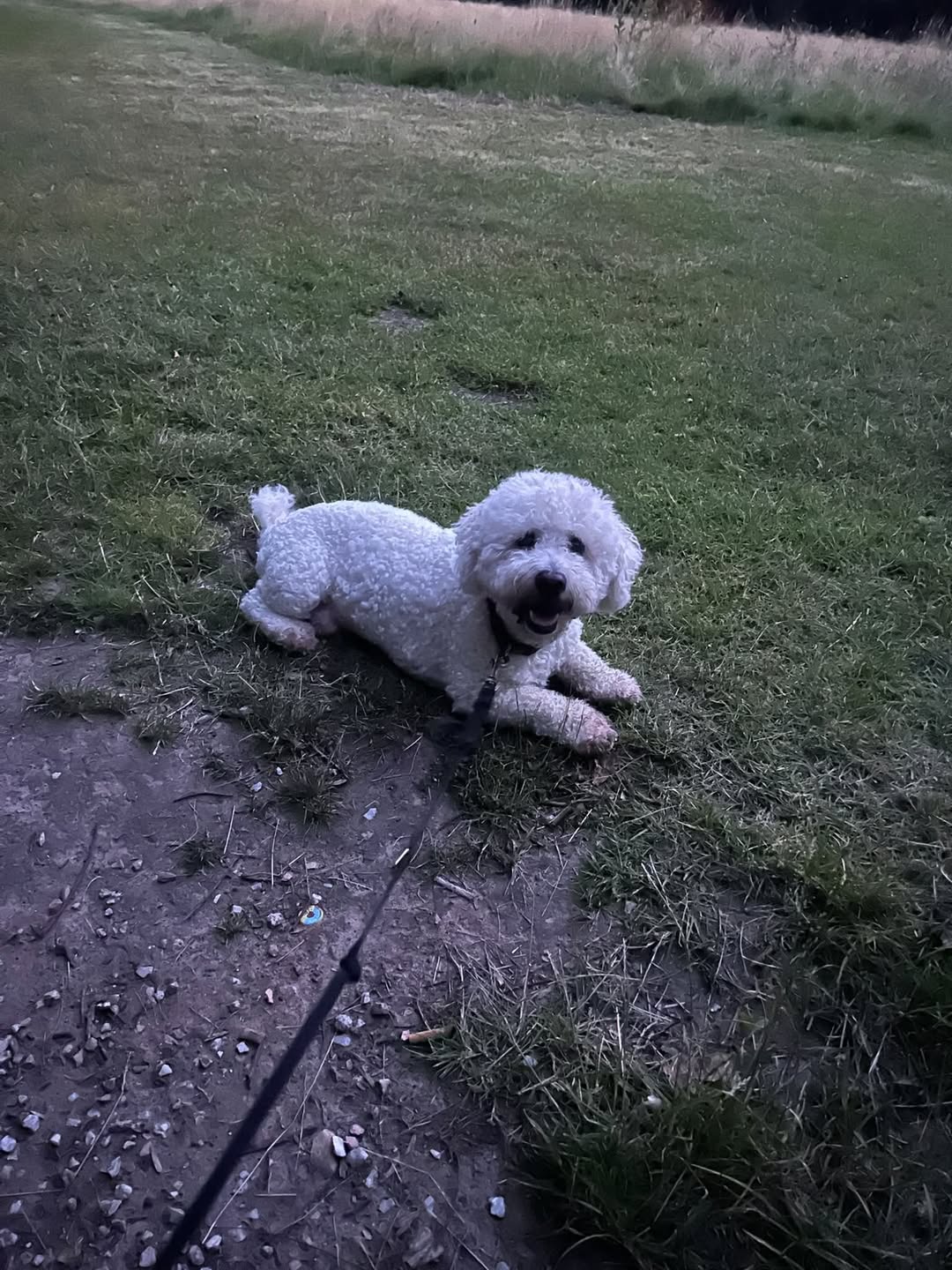 Lost Dog in Bremen