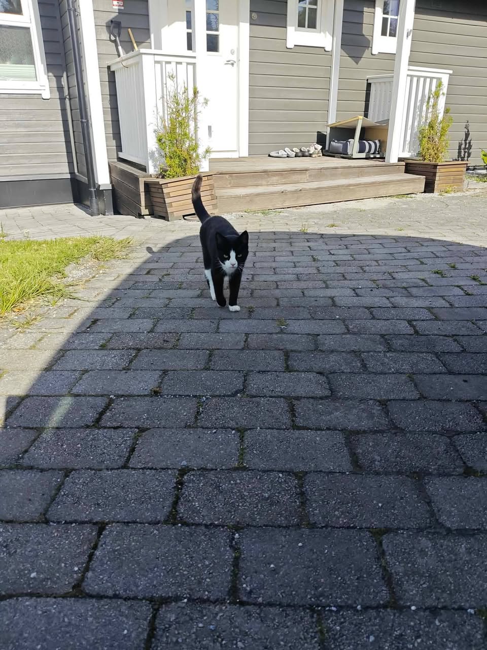 Lost cat