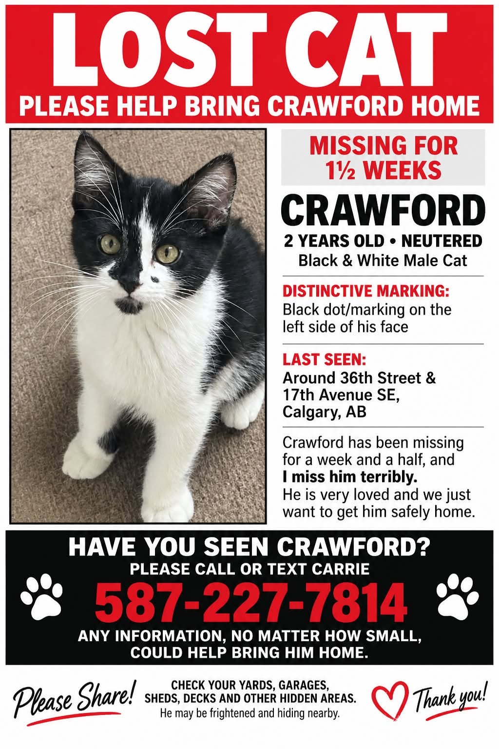 Lost cat