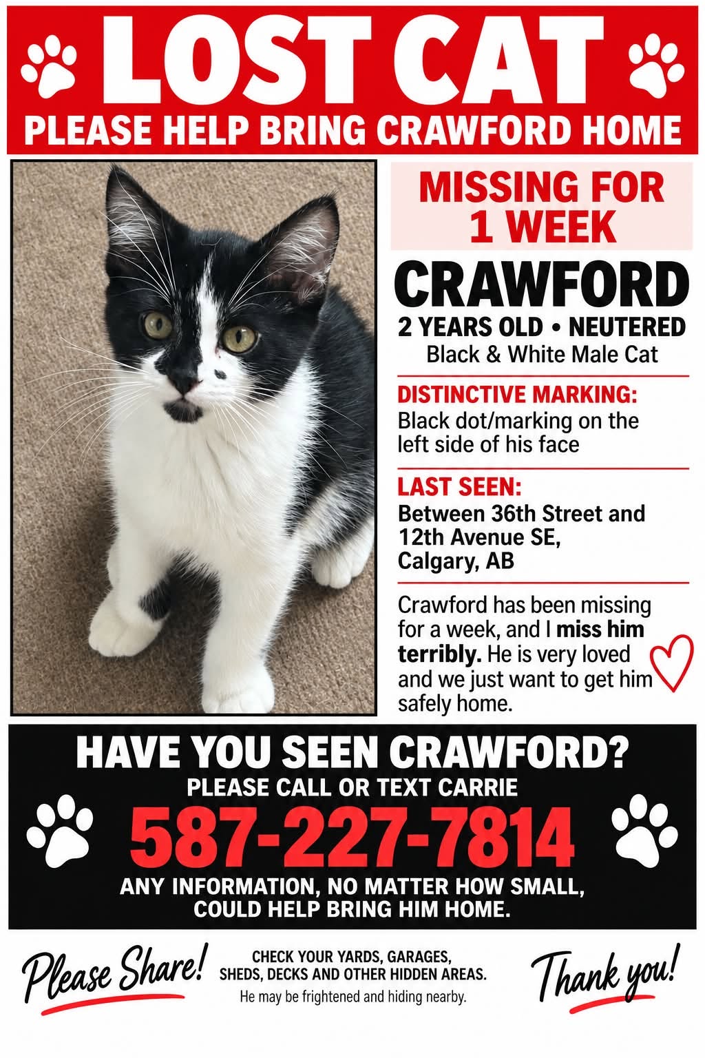 Lost cat