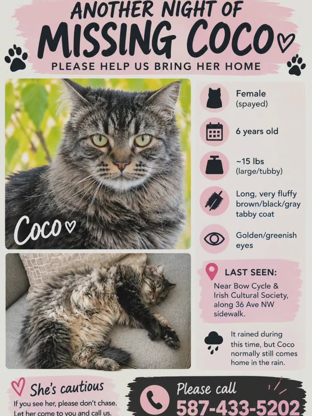 Lost Cat in Bowness