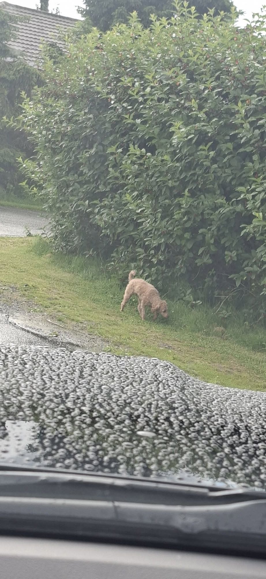 Found dog