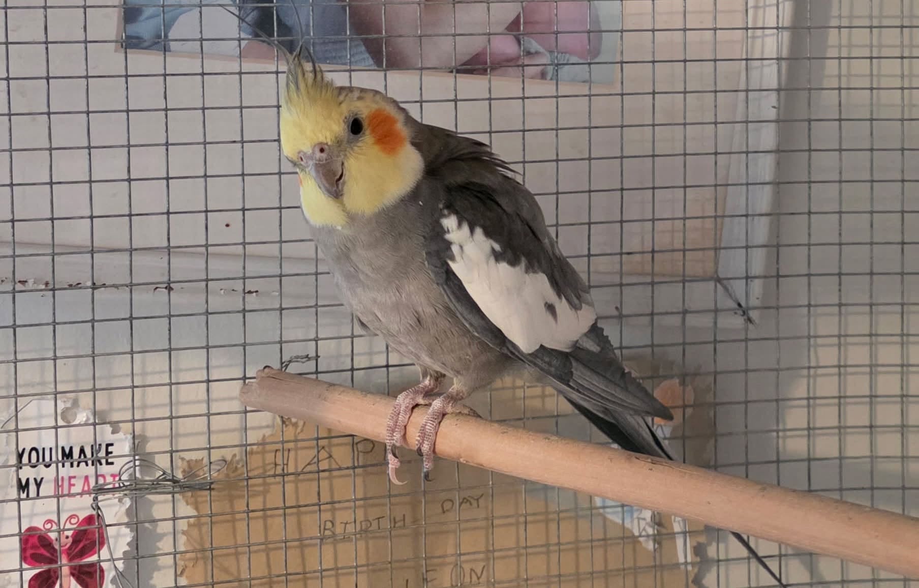 Lost Bird in Calgary