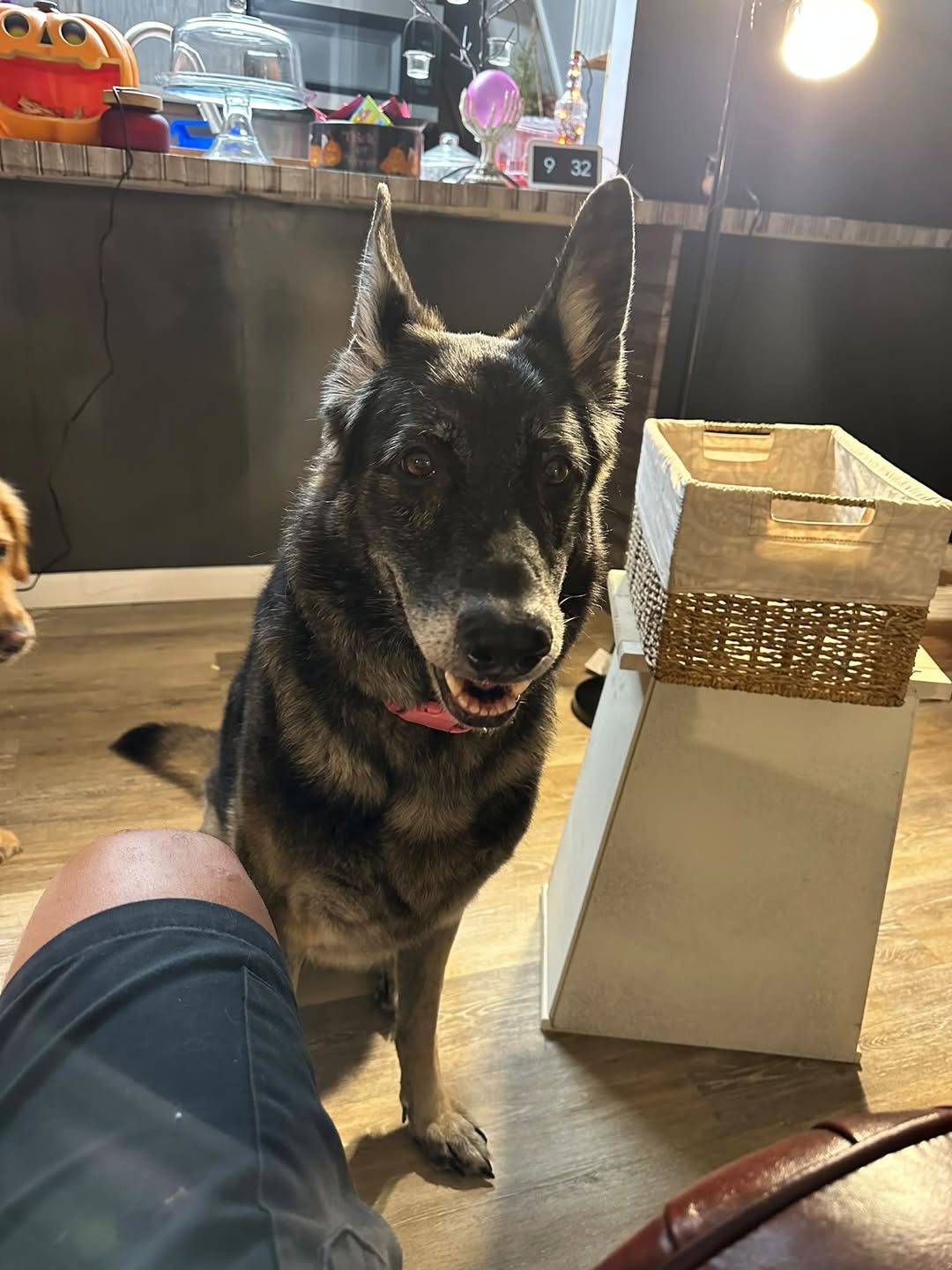 Found Dog in Forestville