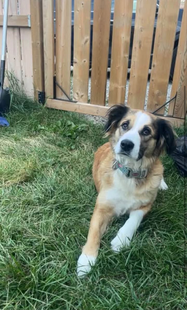 Lost Dog in Whitehorn