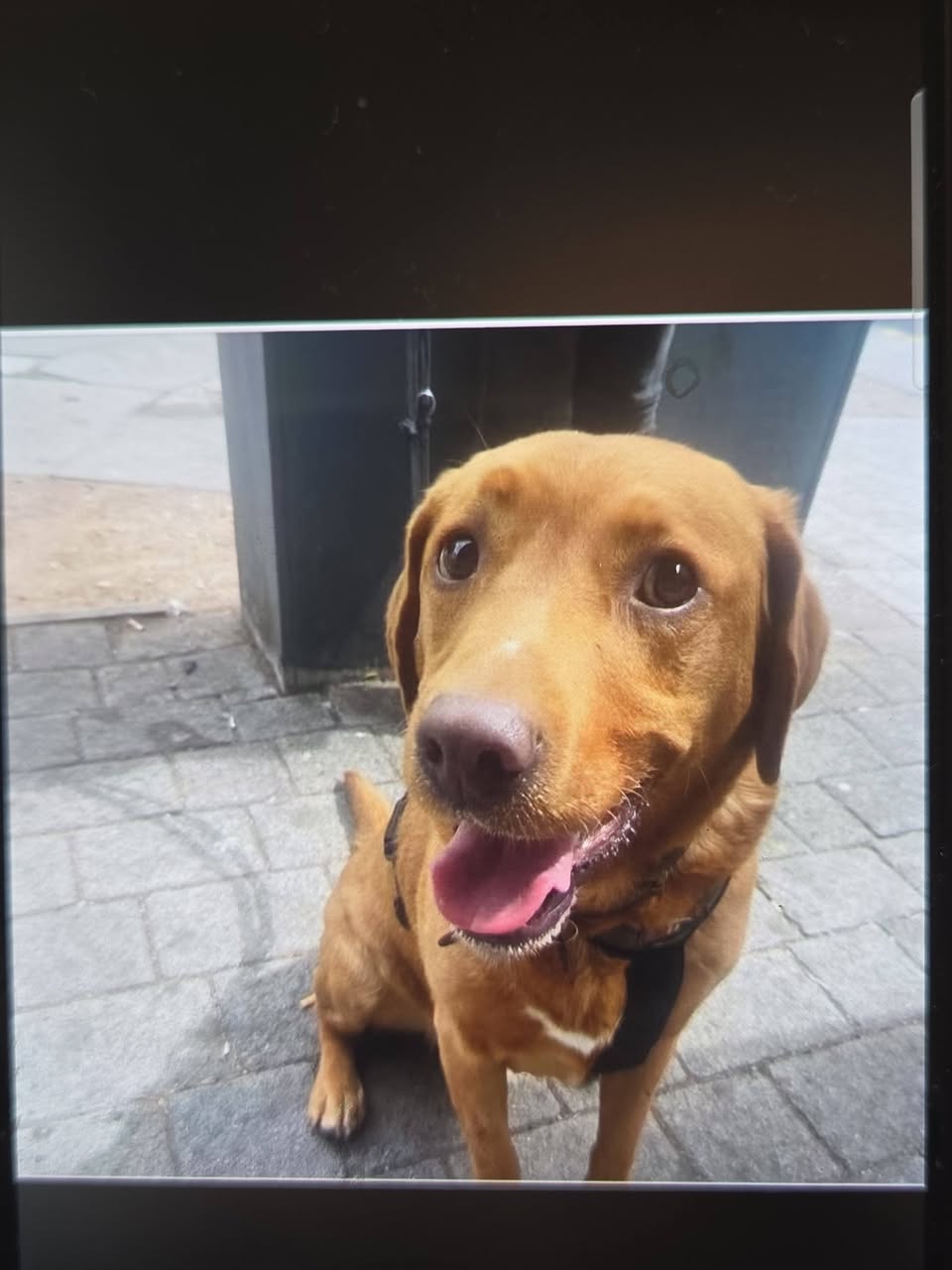 Lost Dog in Darlaston