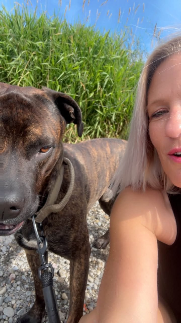 Lost dog