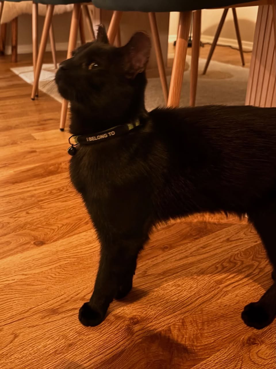 Found cat