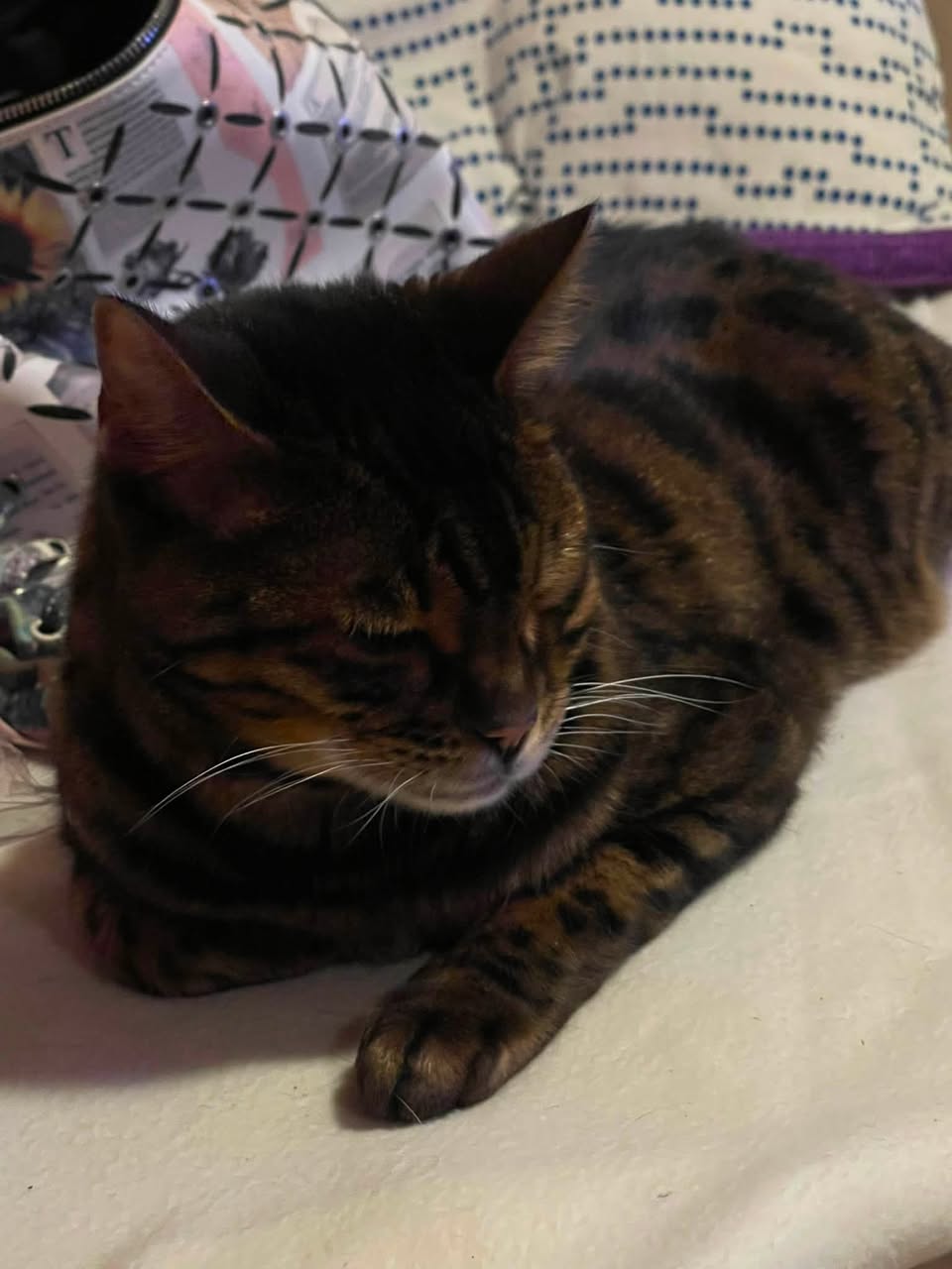 Lost Cat in Norden